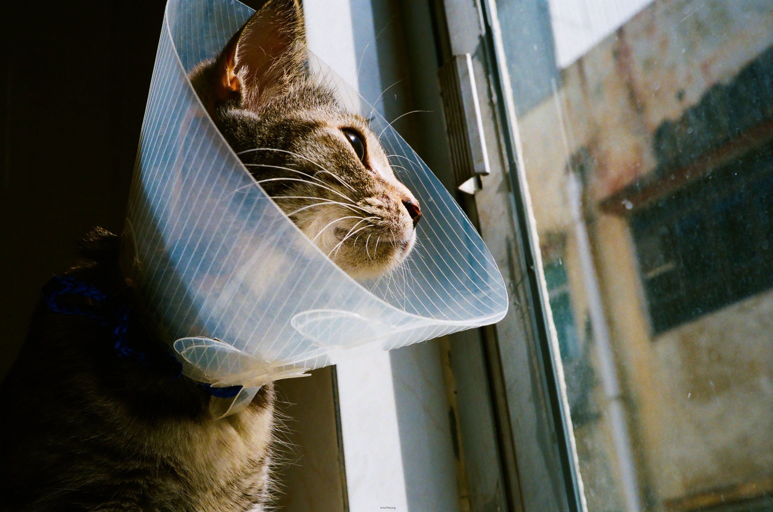 超过 30 张关于“人和猫”和“动物”的免费图片 - Pixabay