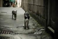 从街猫日常欣赏古城京都