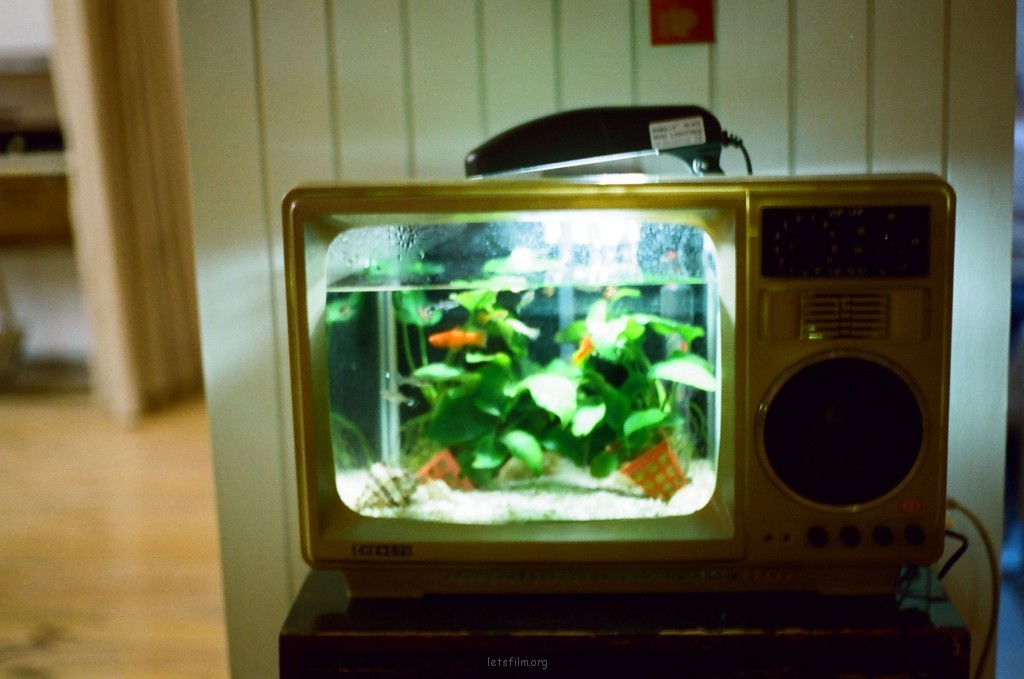 电视机里的鱼