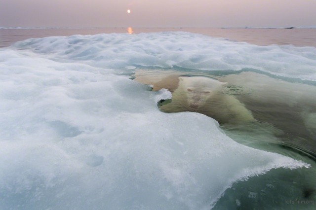 Polar-Bear-Photography14-640x426