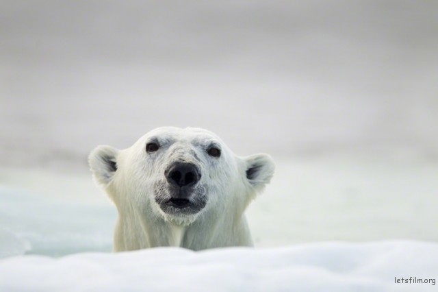 Polar-Bear-Photography4-640x426