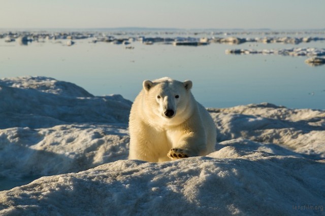 Polar-Bear-Photography5-640x426