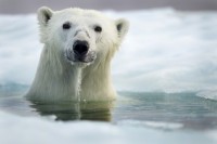 摄影师 Paul Souders 镜头下的北极熊