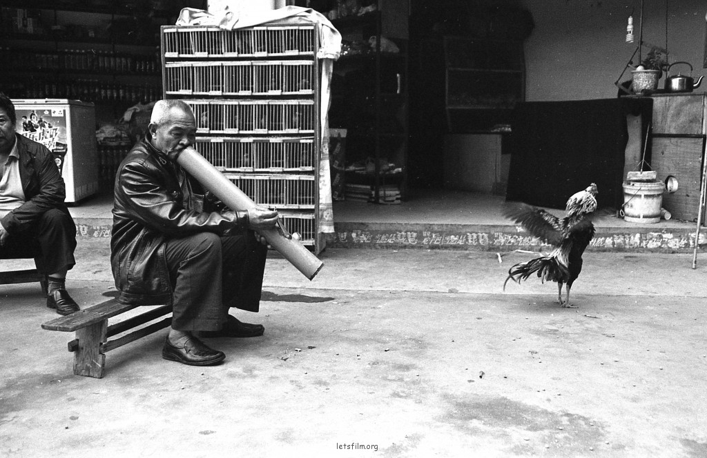 抽水烟的老人和他的鸡