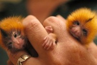 Tiny Animals on Fingers摄影集