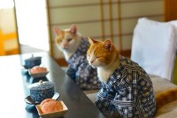 太犯规了！日本派出两只猫咪当观光代言人