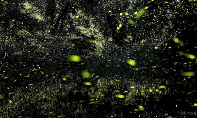Timelapse-Scenes-of-Swarming-Fireflies-3-640x384