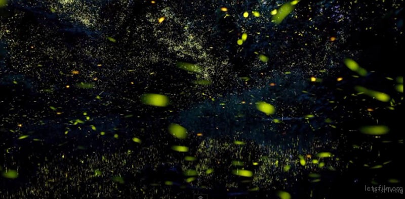 Timelapse-Scenes-of-Swarming-Fireflies-7-640x315
