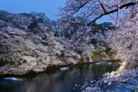 2014 日本樱花盛开实景照片 20 张