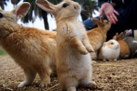大久野岛上的兔兔天堂