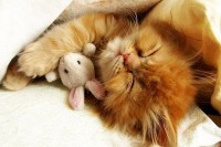 激萌治愈系宠物摄影！ 24张小动物抱玩偶的超可爱睡姿