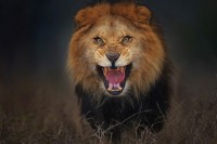 几乎被吞掉的摄影师，拍下狮子发动攻击前的照片