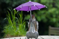 如果让松鼠拿着小雨伞拍照