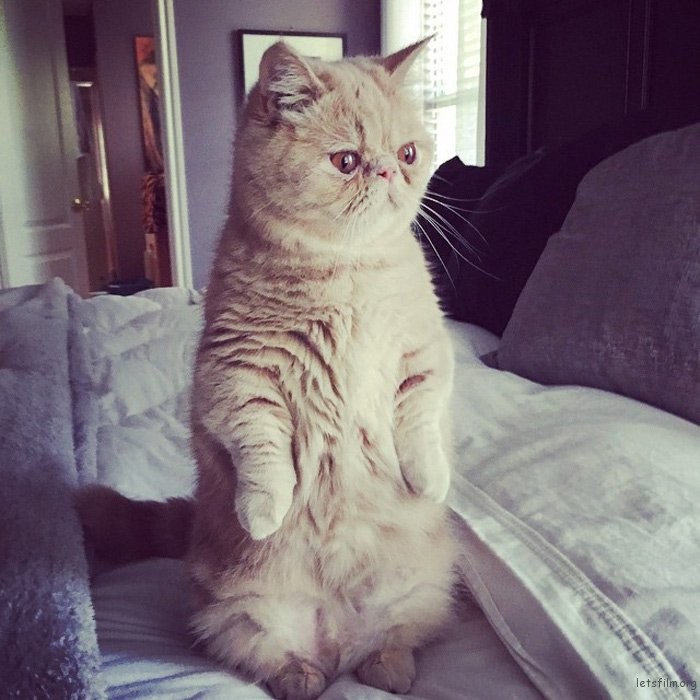 adaymag-meet-george-the-adorable-cat-who-loves-standing-like-a-human-04