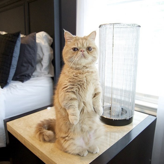 adaymag-meet-george-the-adorable-cat-who-loves-standing-like-a-human-09