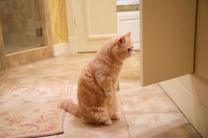 adaymag-meet-george-the-adorable-cat-who-loves-standing-like-a-human-12