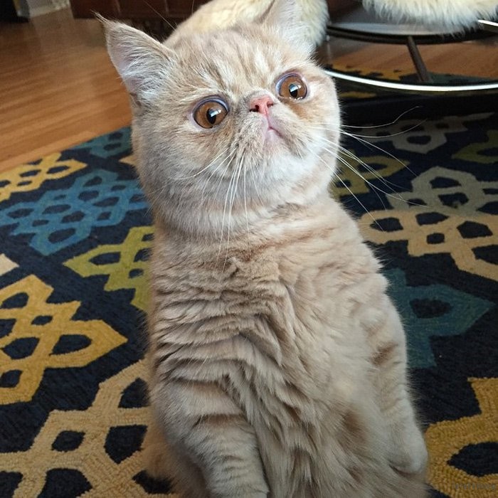 adaymag-meet-george-the-adorable-cat-who-loves-standing-like-a-human-13