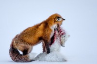 2015野生动物摄影大赛获奖作品集锦