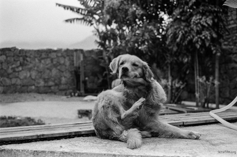 海地生活的这只金毛也算是明星狗狗了。