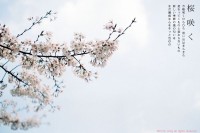 [7037] 桜咲く
