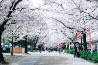 [7618] 阴雨天的日本樱花