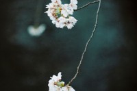 [7869] 东京四月的樱花