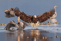 2016年“The Audubon Society”鸟类摄影大赛获奖作品