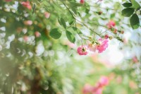 [7563] 初夏の红蔷薇