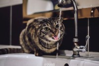[9505] #猫岛 喝水的唐小悠