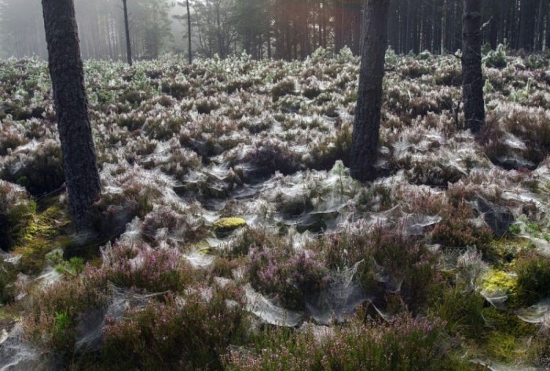 苏格兰阿伯内西森林里的蜘蛛网
