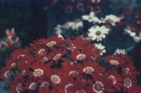 [11886] 那些花儿