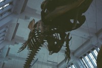 [12089] Natural History Museum London