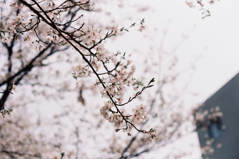樱花季。