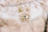 [12443] 樱花季。