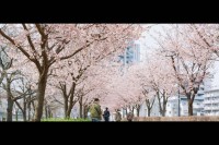 [12402] 135宽幅－日本花季