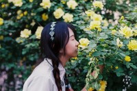 [13058] 蔷薇花开
