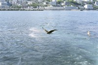 [13555] Atami Sea