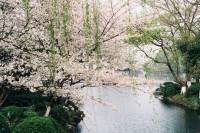 [13103] 三月樱花在五月盛开
