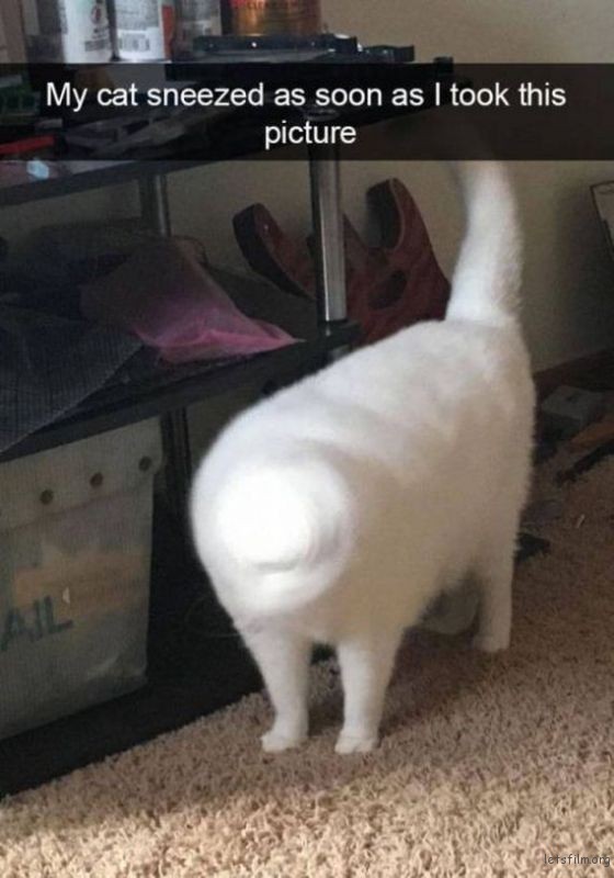 19-cats_make_the_best_snapchats