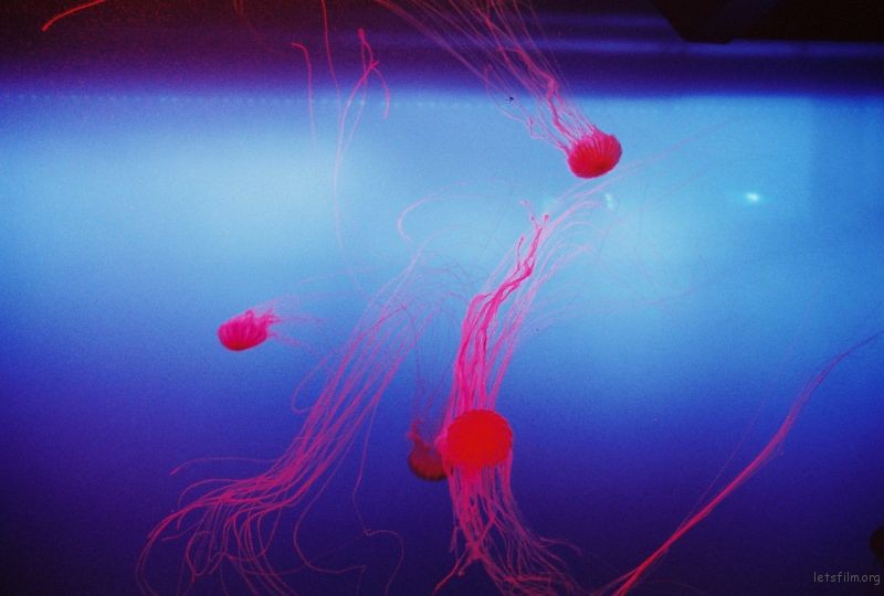 jellyfish 4