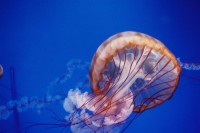 [16775] jellyfish