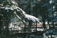 [16748] 阿坝州的雪
