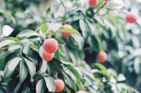 [19144] 生活在四季的水果里