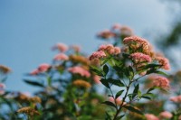 [21754] 那些遇见花的日子-flowers