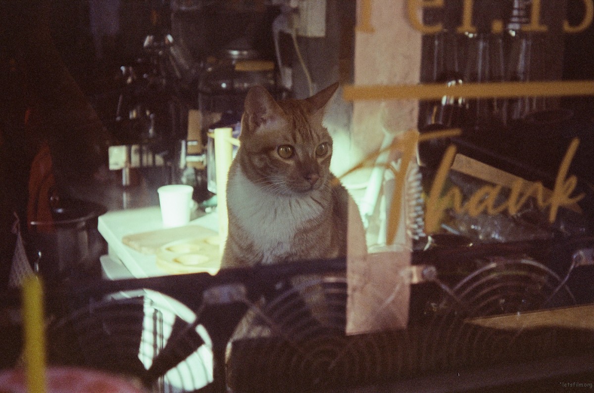 街角店里的小猫
