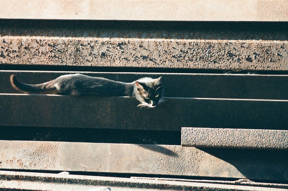是晒太阳的小野猫