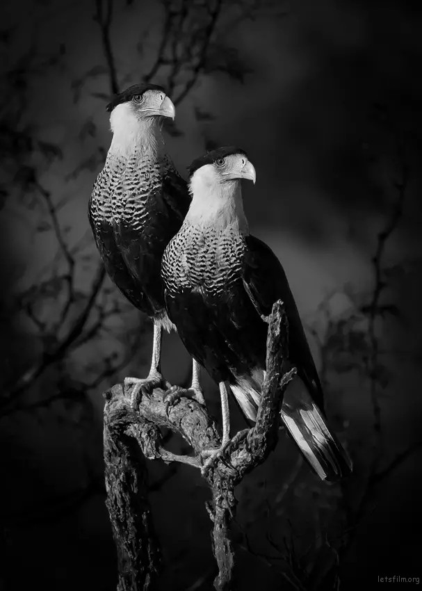 © Dinorah Graue Obscura/索尼世界摄影奖 2023；自然世界与野生动物类别
