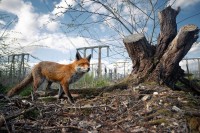2023 年度英国野生动物摄影奖获奖作品欣赏