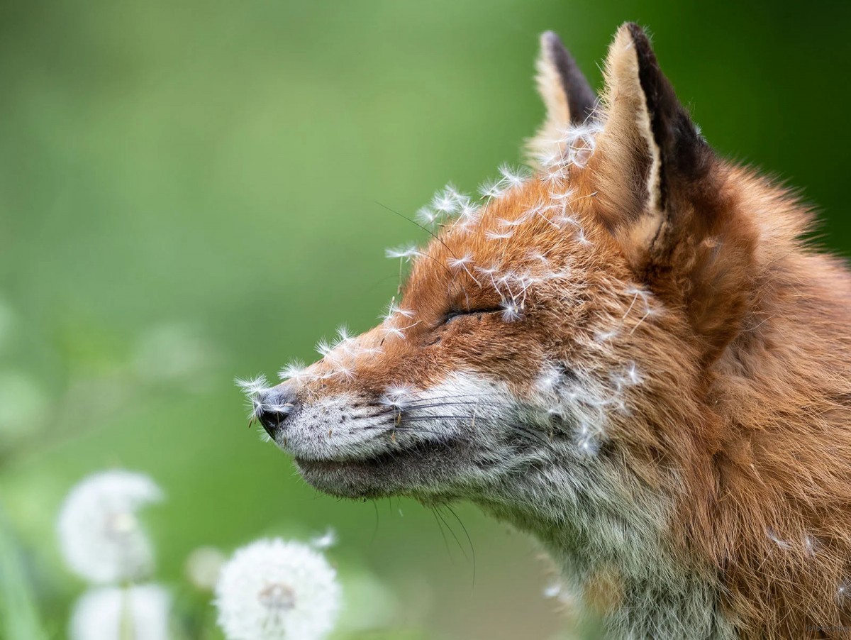获胜者/©Lewis Newman/英国野生动物摄影奖