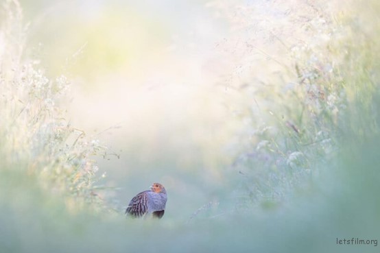 ‘Grey Partridge,’ Birds — Winner, © Christian Höfs | GDT Nature Photographer of the Year 2023  